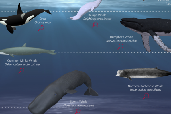 wonderful whales interactive online exhibit