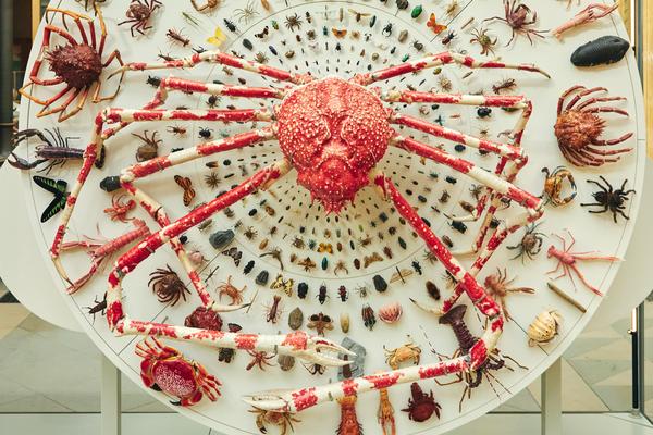 Great and small display featuring diverse arthropods and a Japanese Spider Crab