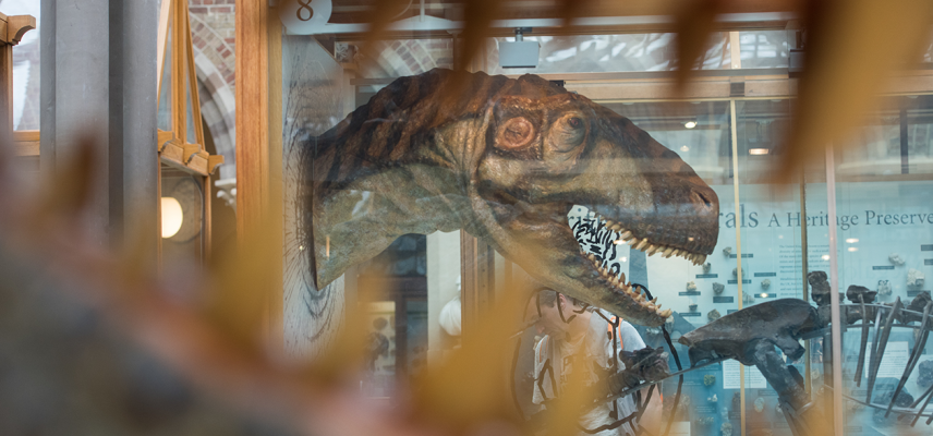 Dinosaur teeth at the Museum