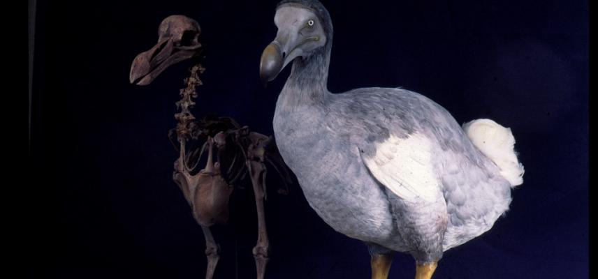 Dodo - Natural History Museum, London – Joy of Museums Virtual Tours