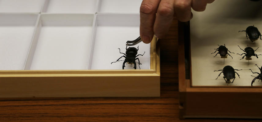 Image showing an insect from the OUMNH collection being placed in a collections case