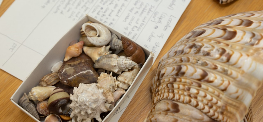 Shells and hand-written notes