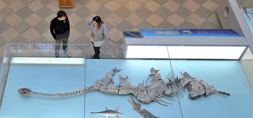 Two visitors examining the plesiosaur exhibit