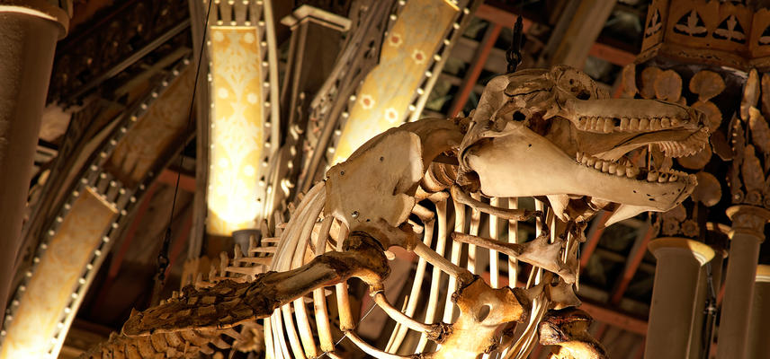 Orca skeleton from the roof at Oxford University Museum of Natural History