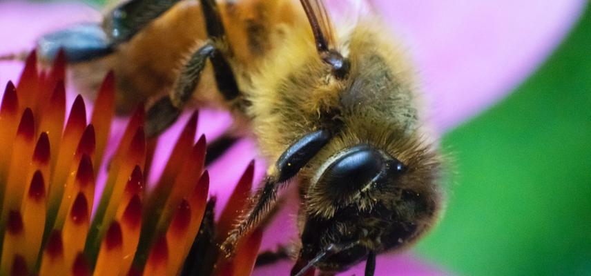 Close up bee image by Jael Vallee 