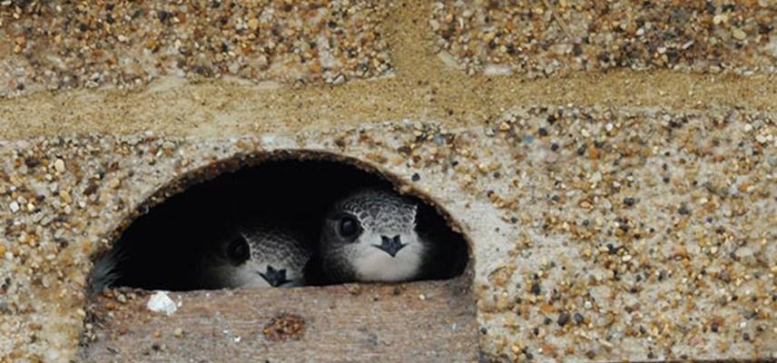 Two swifts in a nest