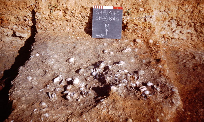 Freshwater molluscs from the Pleistocene excavated at Stanton Harcourt