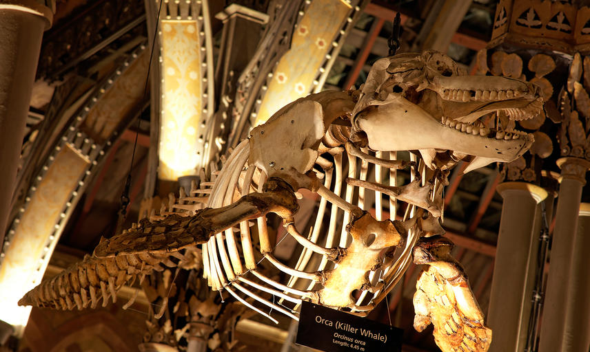 Hire The Museum Oxford University Museum Of Natural History