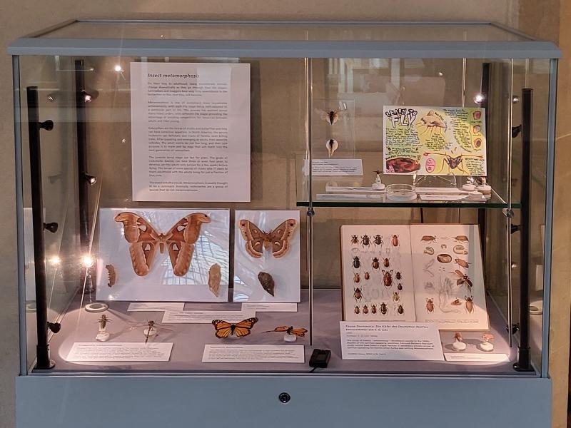 A presenting case display about insect metamorphosis including insect specimens, illustrations, and artwork