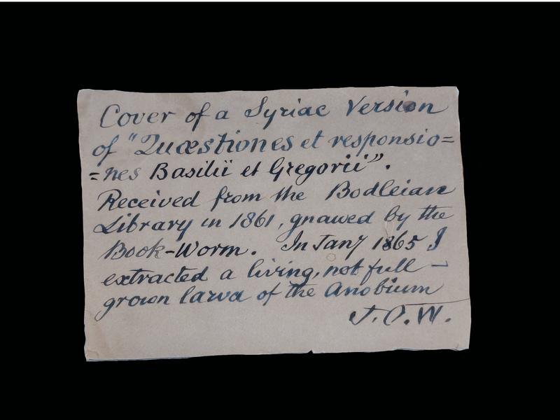 A handwritten label reading "Cover of a Syriac Cersion of 'Quaestiones et responsiones Basilii et Gregorii'. Received from the Bodleian Library in 1861, gnawed by the Book-Worm. In January 1865 I extracted a living, not full-grown larva of the Anobium"