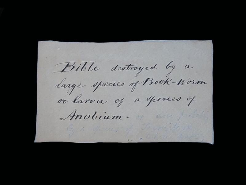A handwritten label reading "Bible destroyed by a large species of Book-Worm or larva of a species of Anobium"