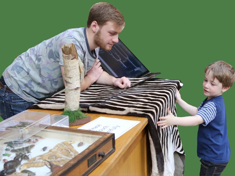 A volunteer teaches a young visitor about zebra stripes