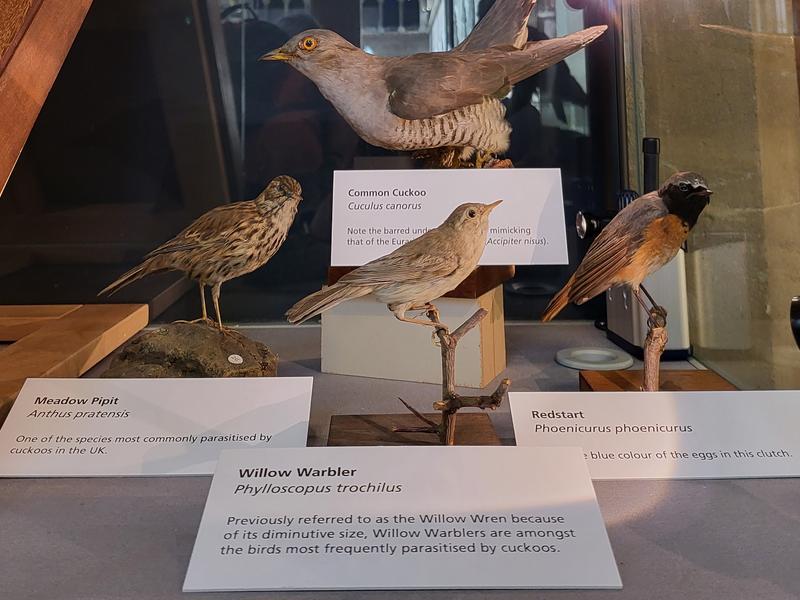 Taxidermied birds including the common cuckoo and three species it often parasitises
