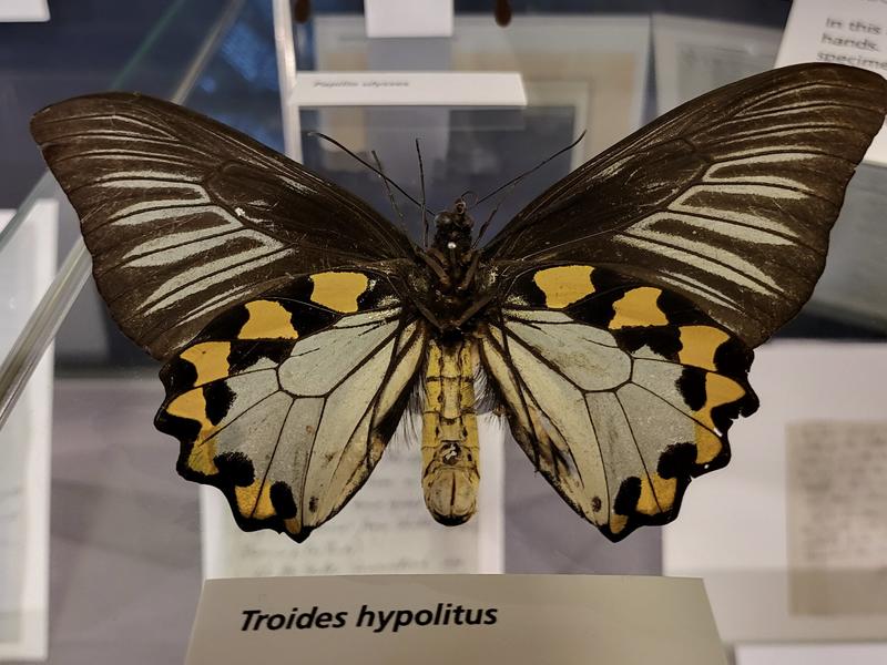 A Troides hypolitus butterfly 