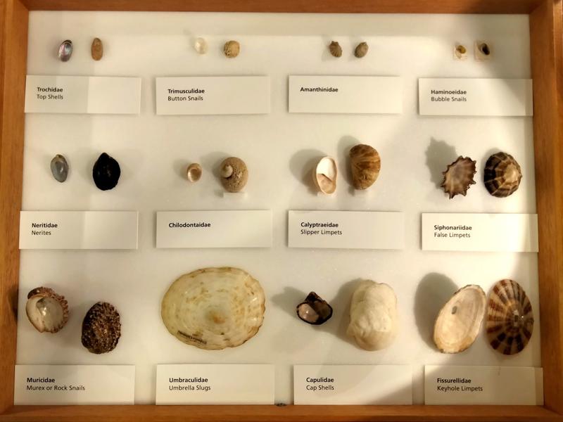A drawer of limpet shells on display in the presenting case showing a variety of different shell shapes and sizes