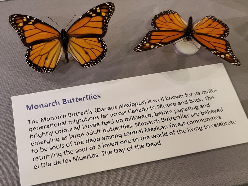 Two pinned monarch butterflies and a label