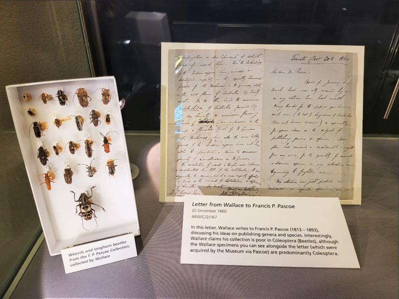 A tray of insect specimens collected by Wallace including weevils and longhorn beetles, and a letter from Wallace to Francis Pascoe from 1860
