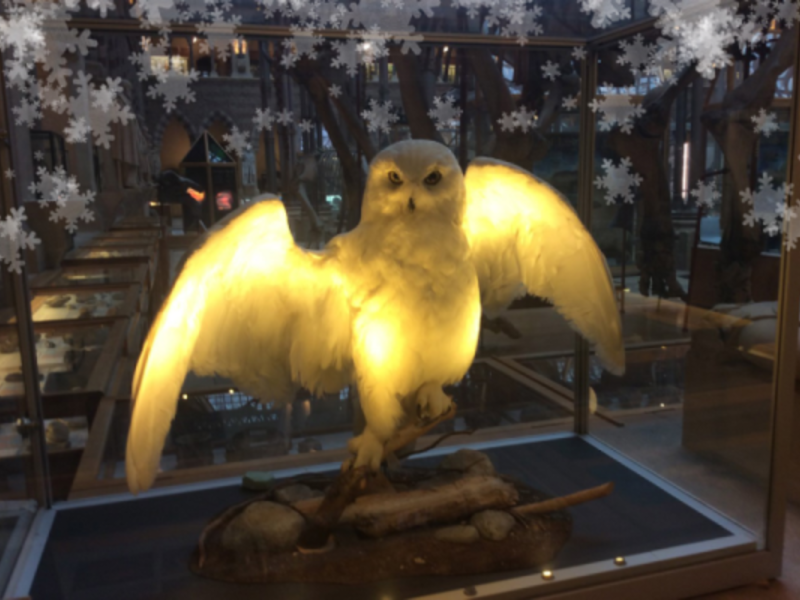 The museum's snowy owl surrounded by snowflakes.