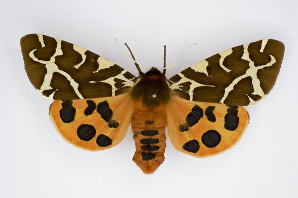 arctia caja dorsal moth