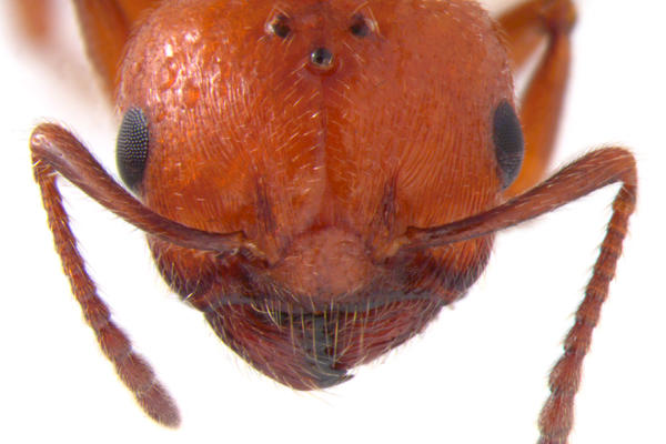 fire ant face