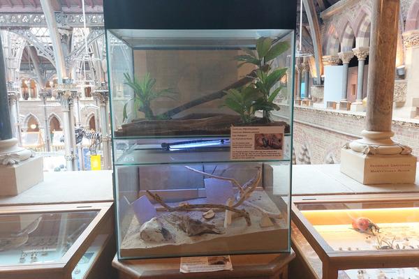 A case of live insects on the first floor of the museum
