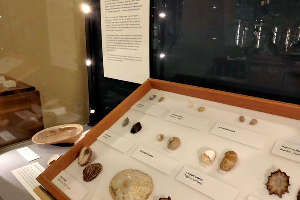 The presenting case featuring the limpets display