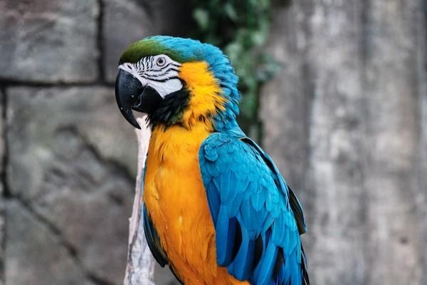 A blue and orange macaw