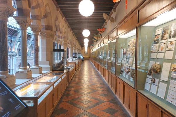 A view of a corridor on the First Floor of the Museum with display cases of insects on the left and right.