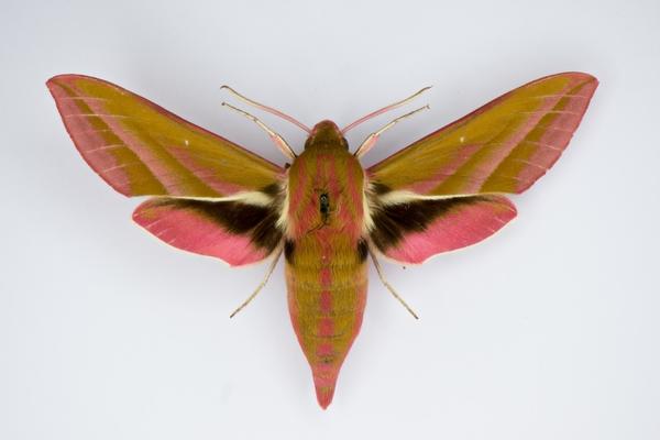 moth specimen photo for paper moth decoration