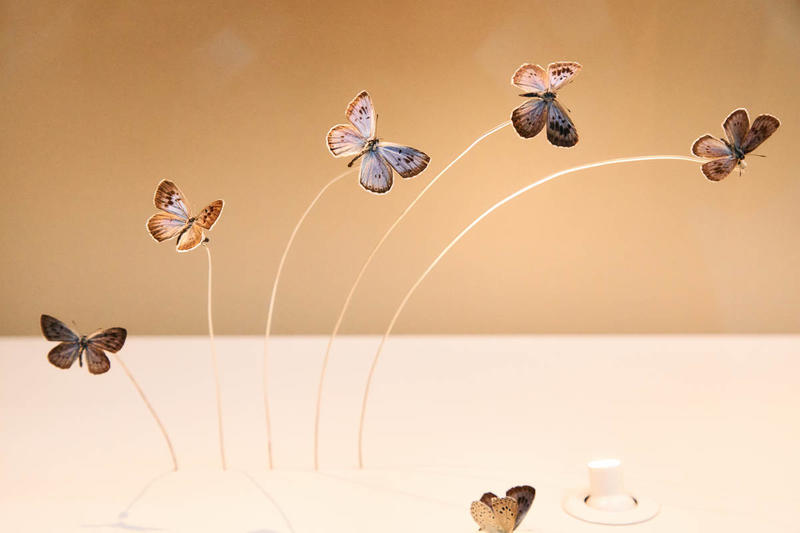 Purple butterflies on display in the Museum