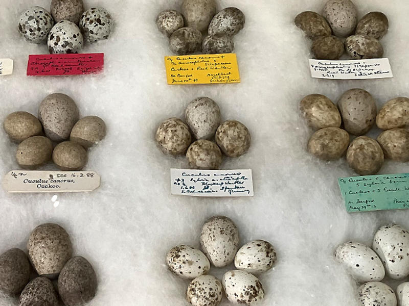 Several clutches of birds eggs, each containing one cuckoos egg