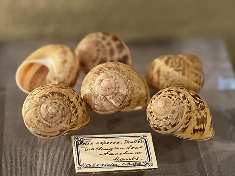 Six shells of the Garden Snail