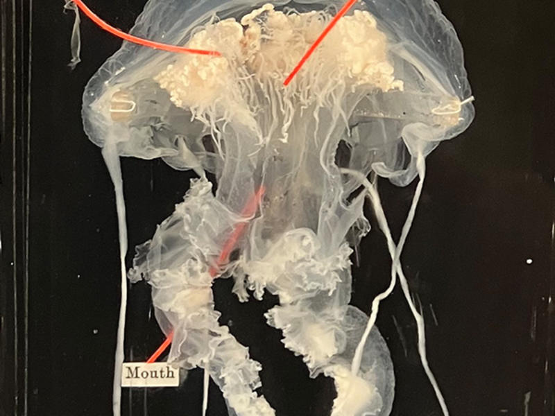 Mauve Stinger Jelly Fish