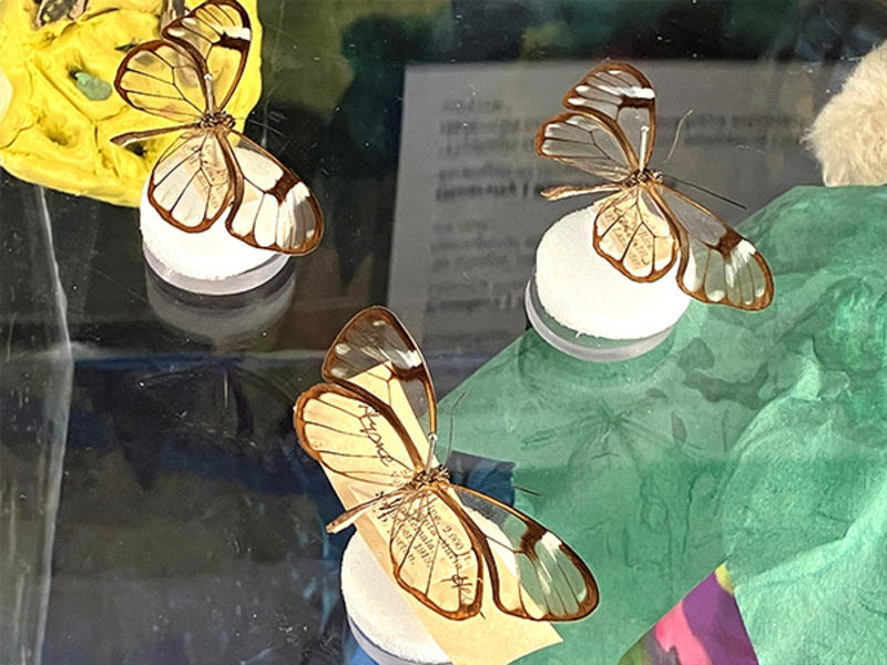 Model of a Nero Clearwing Butterfly