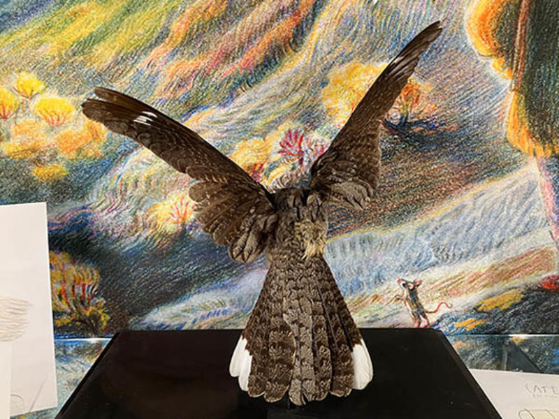A taxidermy Night Jar on display in the Community case