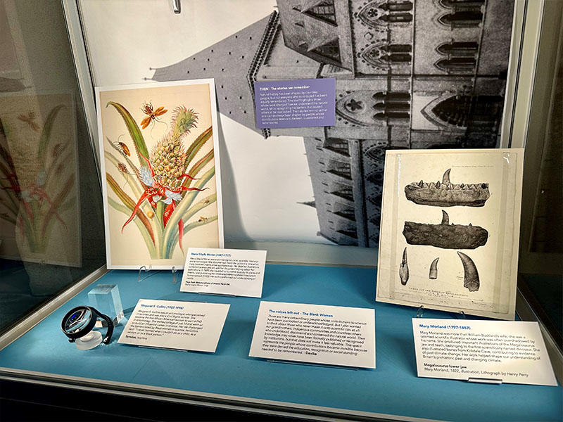 Display case detail: Lower section of the Oxford Then, Now, Future museum display, showing a botanical illustration, a historic scientific print of fossil teeth, small objects and specimen labels arranged on a turquoise base against a black-and-white arch