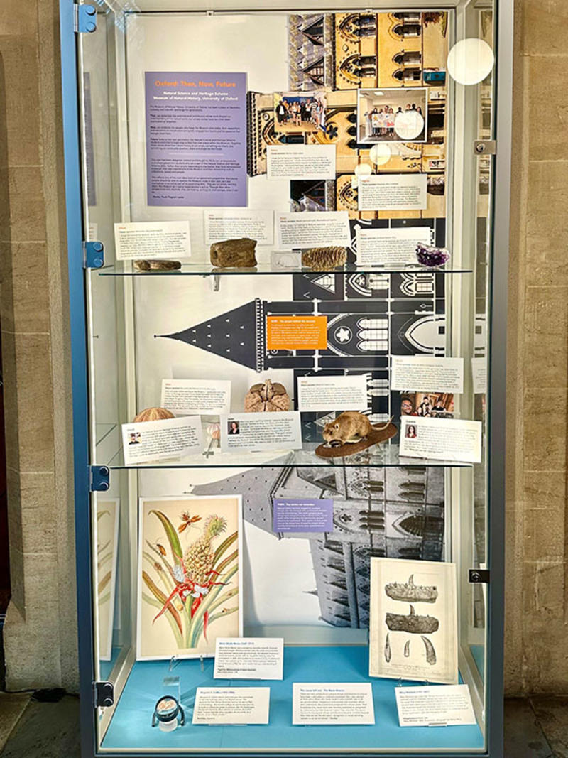 Full display case: Full-length view of the Oxford Then, Now, Future museum case, with fossils, minerals, anatomical models, a taxidermy rat, historic illustrations and community interpretation labels arranged across three glass shelves.