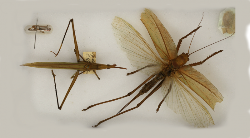 Charles Darwin insects in Oxford