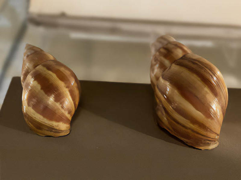 Giant African Land Snail