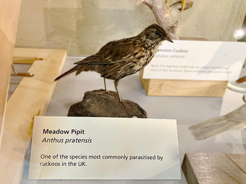A taxidermy meadow pipit on display in the Museum