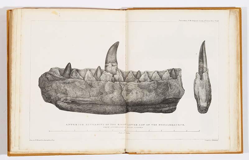 The original Megalosaurus jaw illustrated by Mary Morland The original Megalosaurus jaw illustrated by Mary Morland