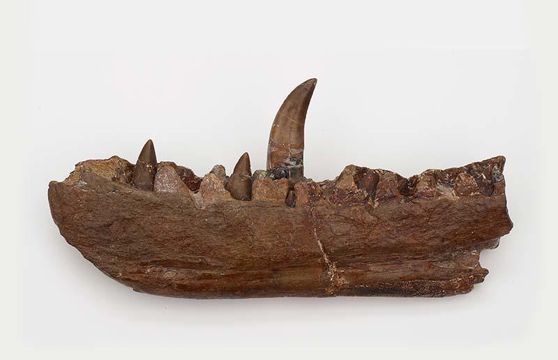 The original Megalosaurus jaw studied by William Buckland The original Megalosaurus jaw studied by William Buckland