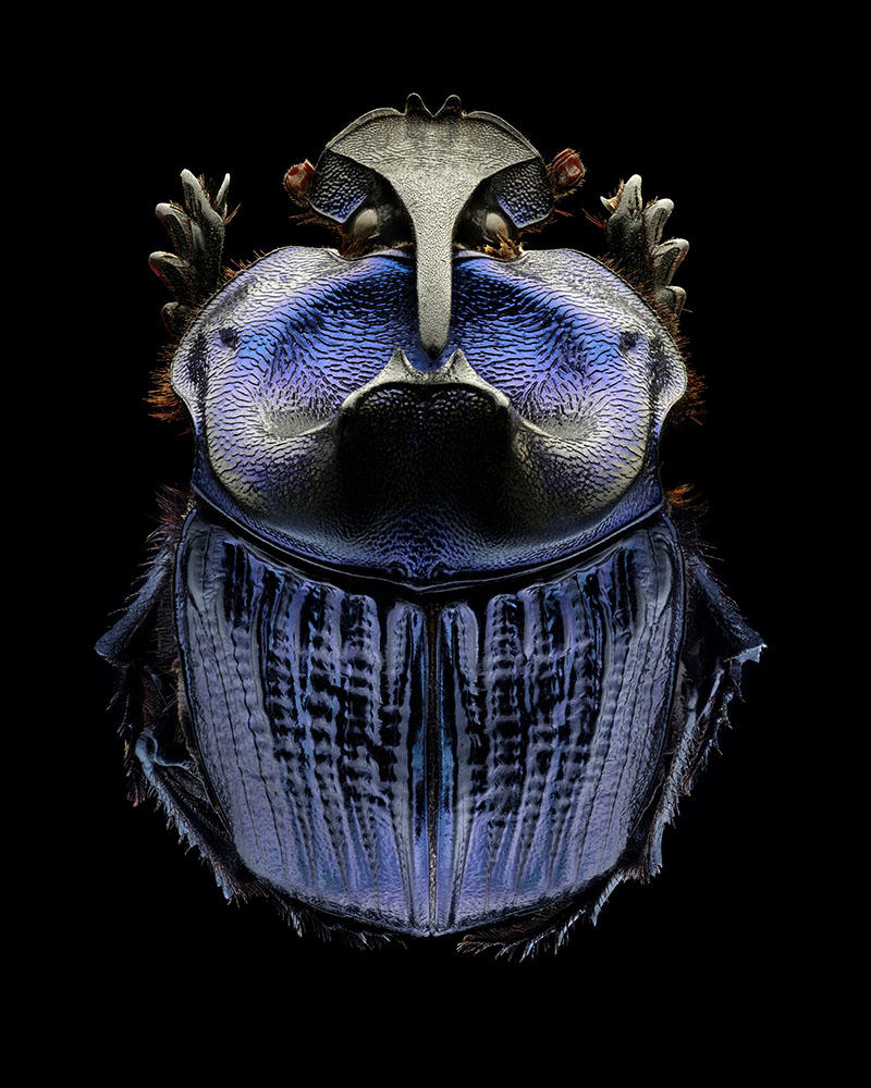 Magnified colour photograph of a Purple Warrior Scarab by Levon Biss