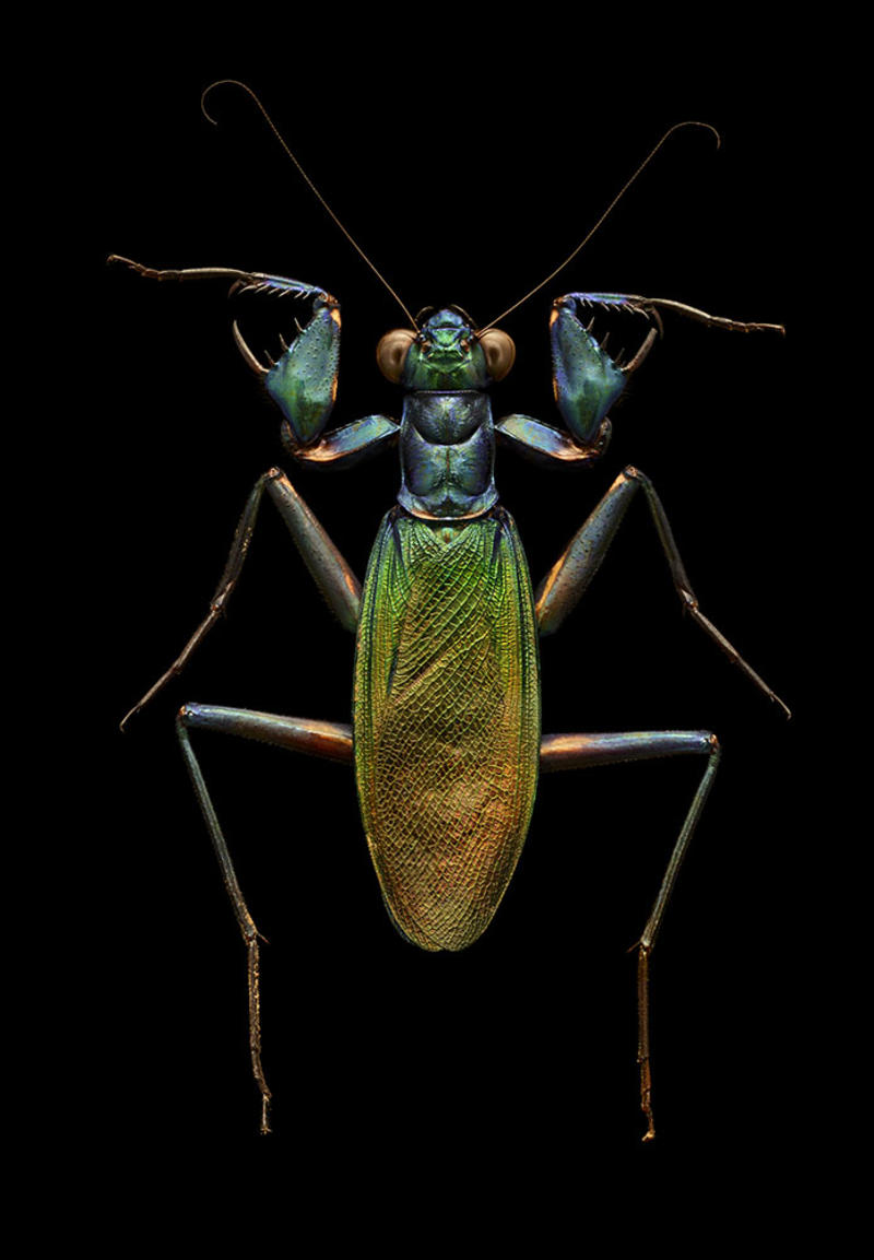 Magnified colour photograph of a Iridescent Bark Mantis by Levon Biss