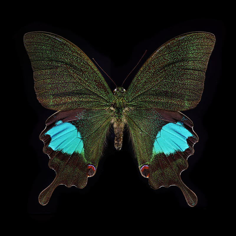Magnified colour photograph of a Paris Peacock by Levon Biss