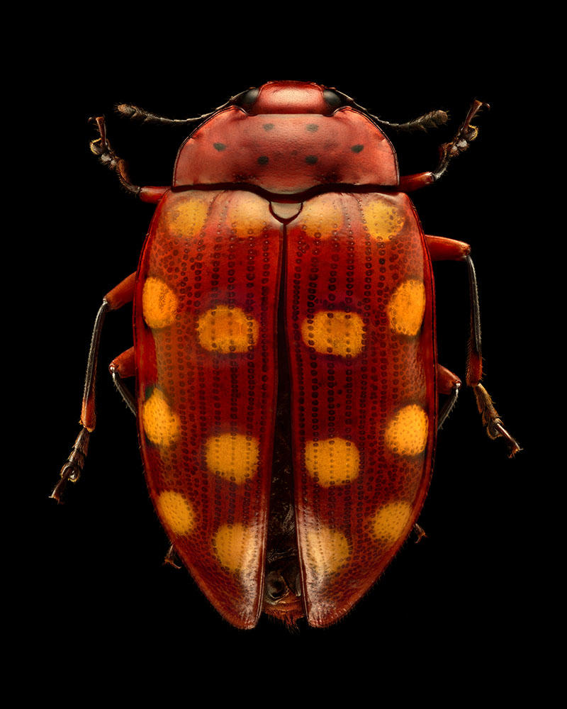 Magnified colour photograph of a Pleasing Fungus Beetle by Levon Biss