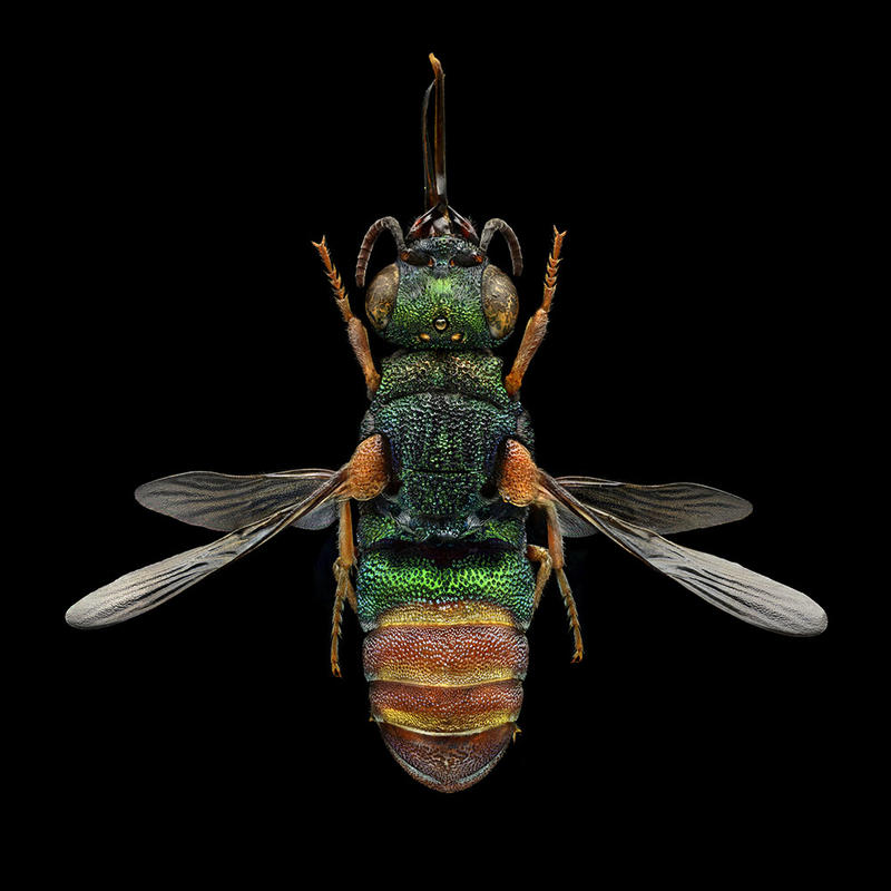 Magnified colour photograph of a Ruby Tailed Wasp by Levon Biss