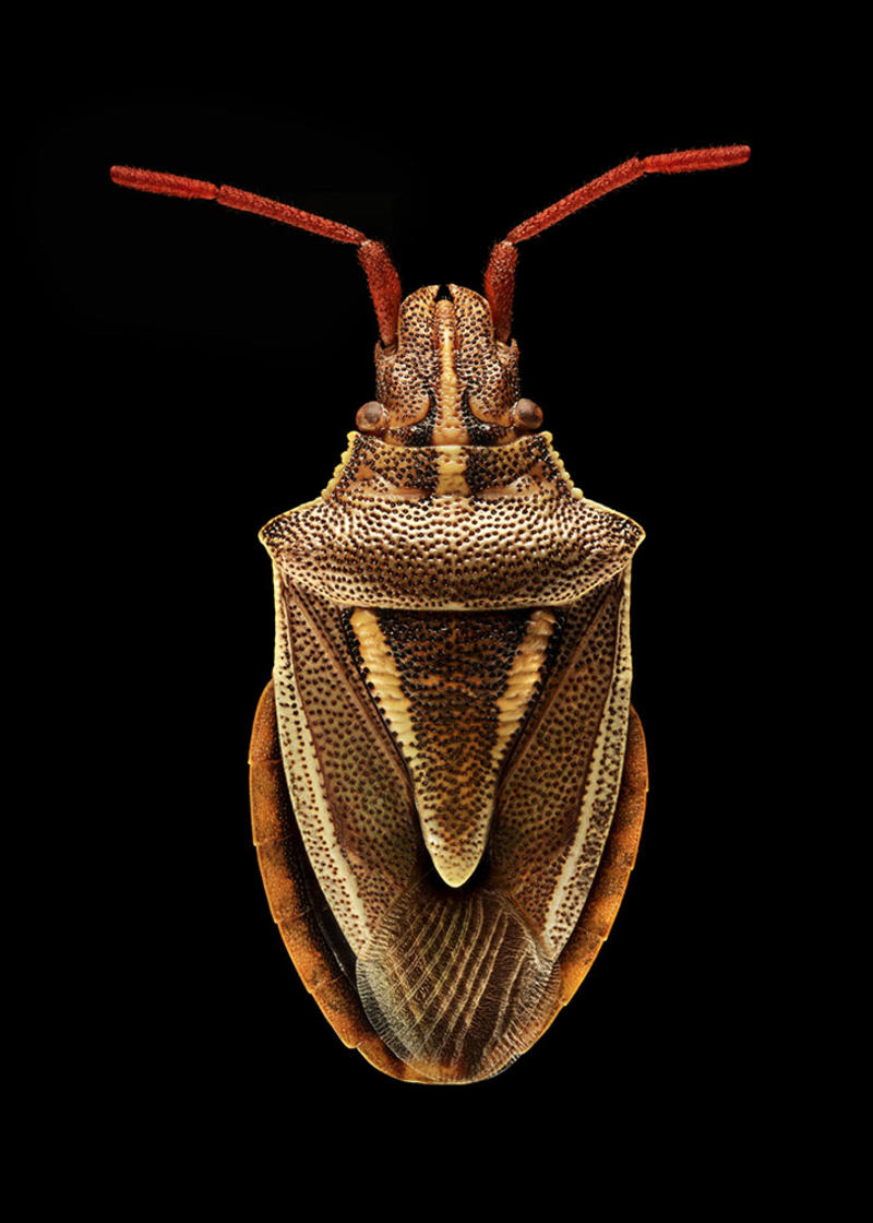 Magnified colour photograph of a Shield Bug by Levon Biss