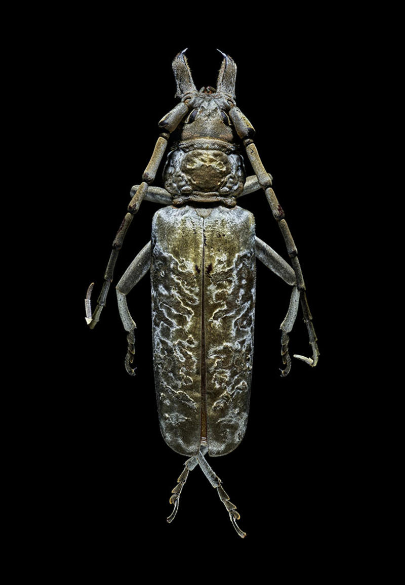 Silver longhorn beetle | Oxford University Museum of Natural History