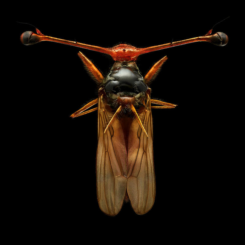 Magnified colour photograph of a Stalk Eyed Fly by Levon Biss